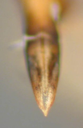 Media type: image;   Entomology 23826 Aspect: genitalia
